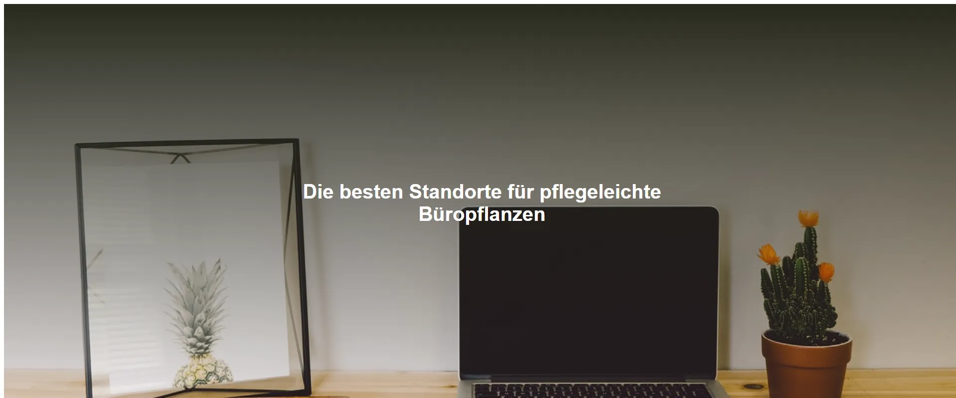 Die besten Standorte für pflegeleichte Büropflanzen