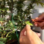 Close-up of hands pruning cannabis plant in indoor garden